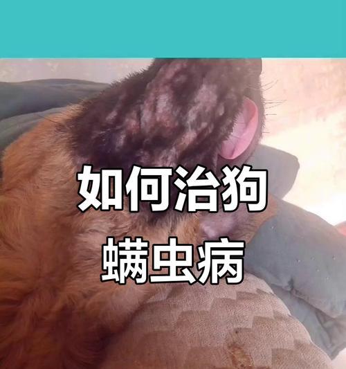 狗狗螨虫防治指南（让你的爱犬重获美丽健康，告别螨虫困扰）