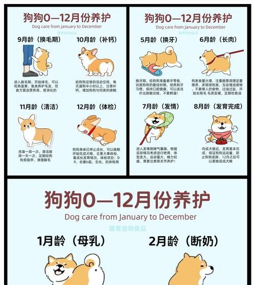 狗狗生完小狗后多久睁眼睛？（小狗睁眼的时间和过程详解）