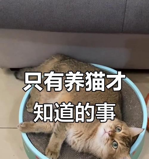 猫咪口腔健康的重要性（了解猫咪刷牙的时间和技巧）