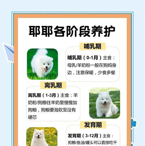 萨摩耶犬的成长时间及特点（萨摩耶犬成长周期的关键因素及特征分析）