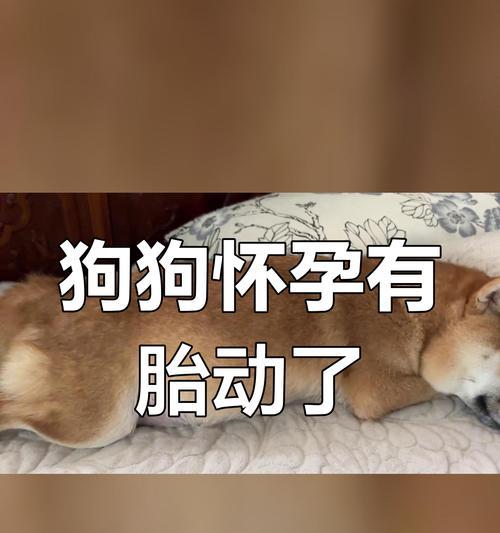 狗每隔多久生一次月经？（探讨狗类生理周期及繁殖特点）