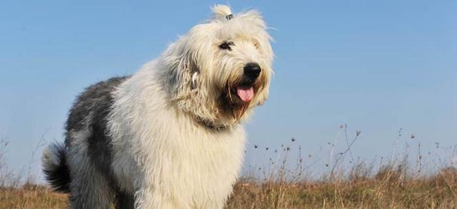 探索巾型犬的品种特点与饲养技巧（巾型犬的魅力与培养秘笈）