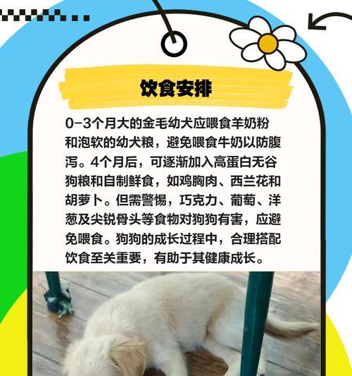 幼犬羊奶喂养指南（如何正确喂养幼犬羊奶，让其健康成长）