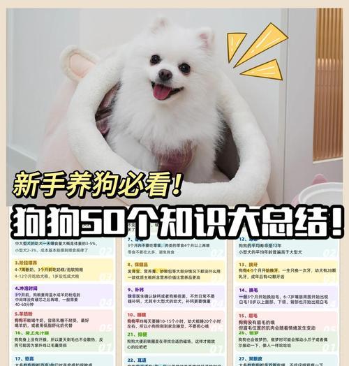 新手养狗指南（从性格到适应能力，教你如何选择合适的狗狗伴侣）