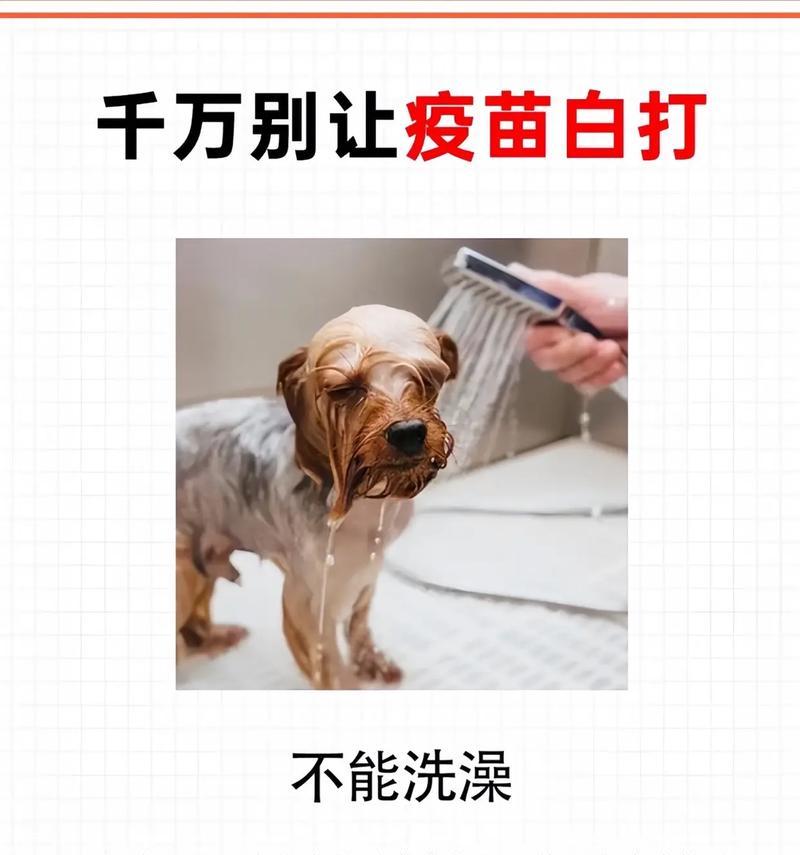 狗狗打疫苗的最佳时间点（为你的狗狗保健选择合适的时间）