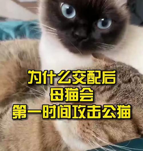 猫咪的交配周期及注意事项（了解猫咪的生理特征，合理安排交配时间）