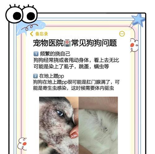 狗狗怀孕能否进行驱虫？（驱虫对狗宝宝的影响及注意事项）
