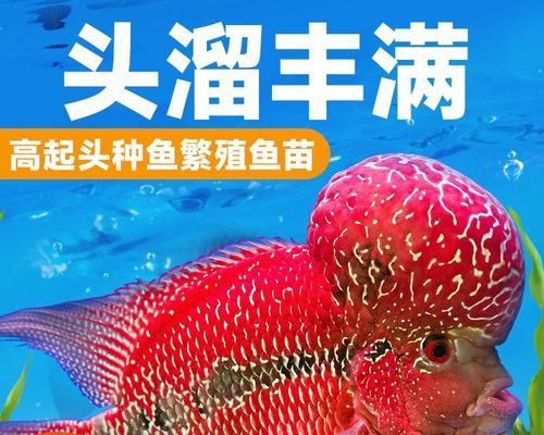 罗汉（罗汉的历史渊源与文化象征）