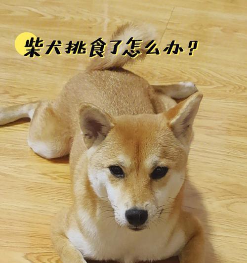 为什么不养柴犬？（探索柴犬的缺点与挑战）