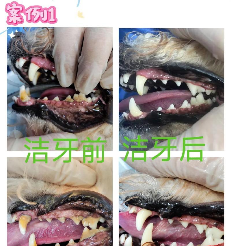 狗狗洗牙的时间间隔和注意事项（了解适当的洗牙频率，让狗狗拥有健康的口腔）