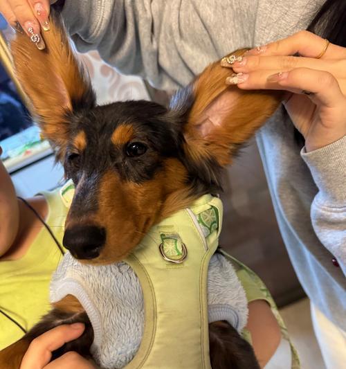 迷你犬（迷你犬的特点、饲养要点及适合的家庭环境）