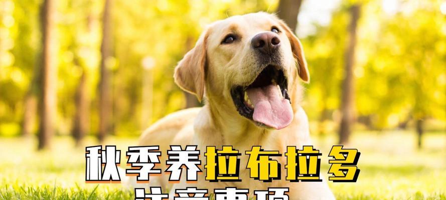 冬天养狗的注意事项（关爱宠物健康，冬季小心寒冷侵袭）