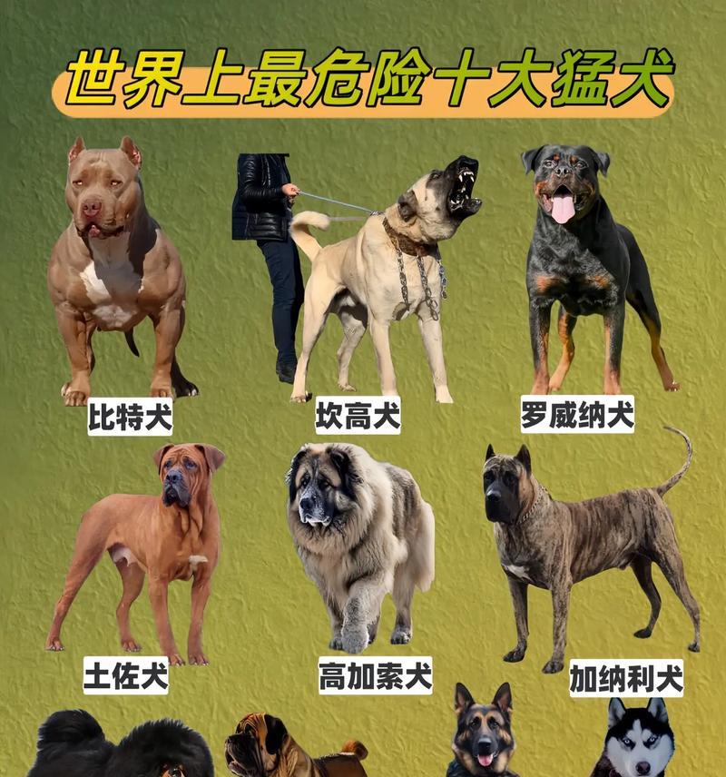 中国本土的七大猛犬（中国猛犬的独特魅力和傲人战绩，令人瞩目）