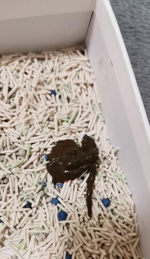 小猫拉水的康复过程（小猫拉水康复需要多长时间？）