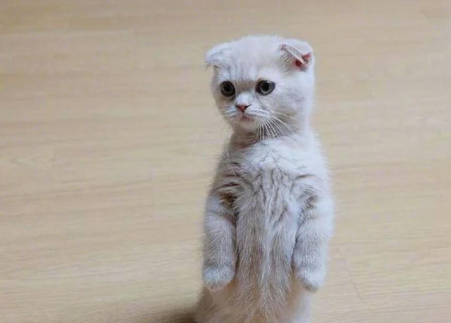 小猫耳朵的成长之路（探秘小猫耳朵立起来的奥秘）