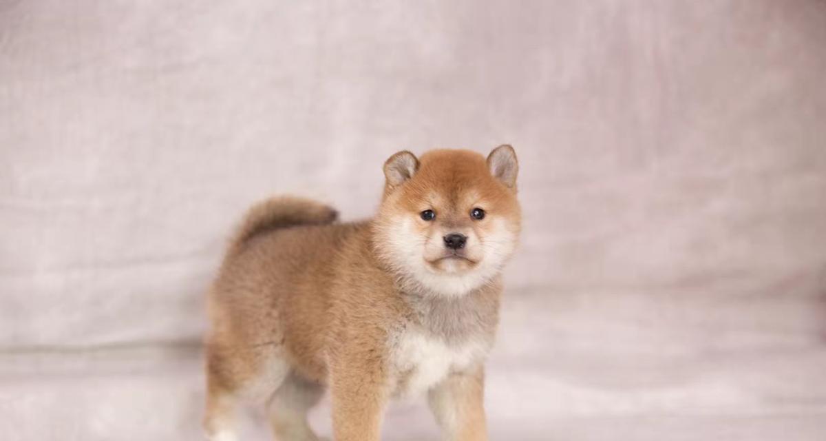 纯血统柴犬幼犬的特征及与有血统柴犬的区别