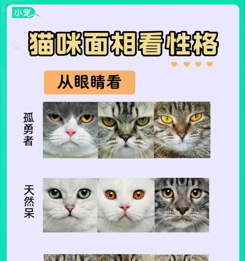 探索性格温和的猫品种（选择适合家庭的亲人伴侣）