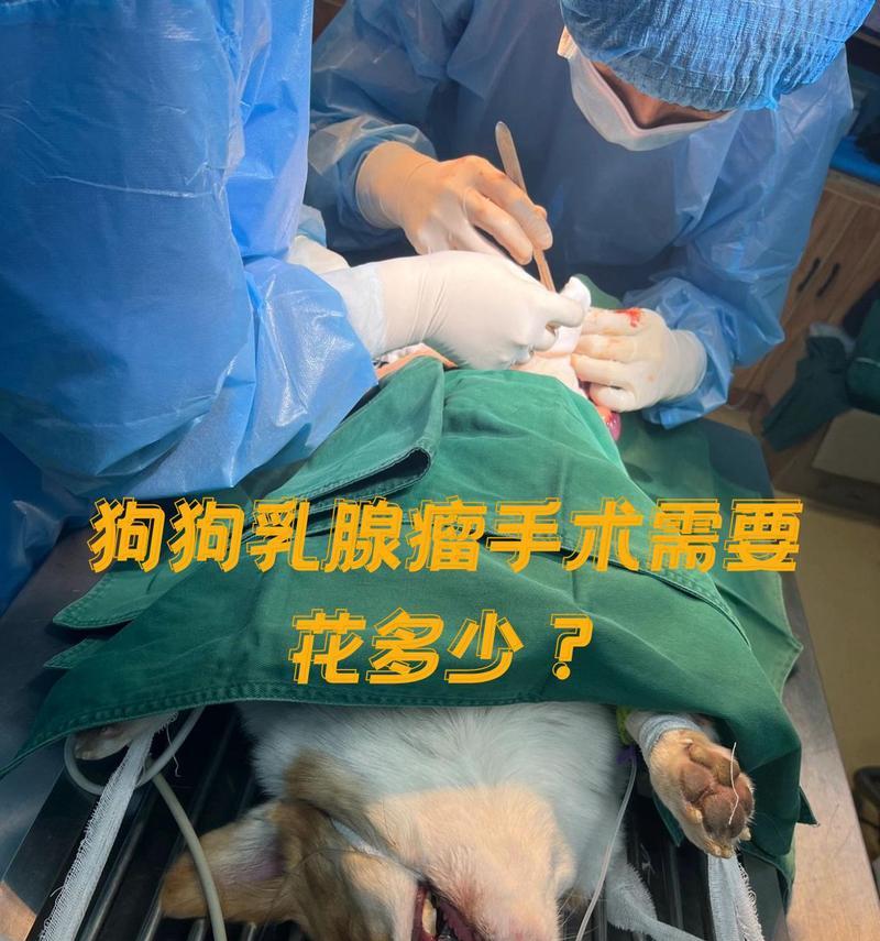 宠物手术的关键步骤与注意事项（确保宠物手术安全与成功的关键步骤）