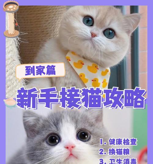 猫咪搬家指南（关注这些注意事项，让猫咪顺利适应新环境）