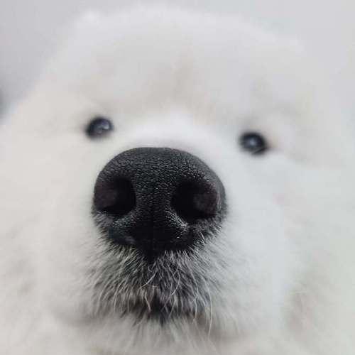 萨摩耶犬的生仔周期及注意事项（了解萨摩耶生仔周期，给它们更好的照顾）