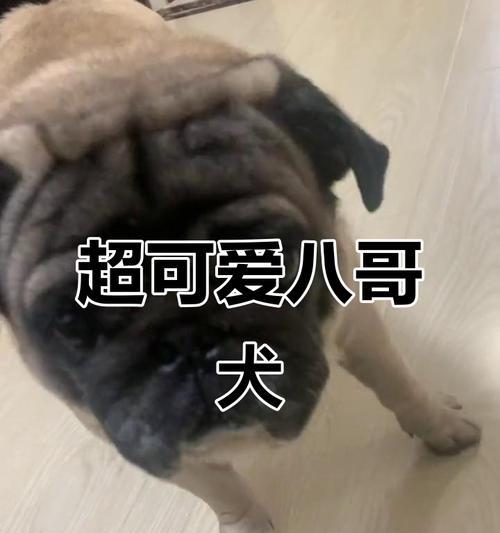 巴哥犬的正确饲养方法