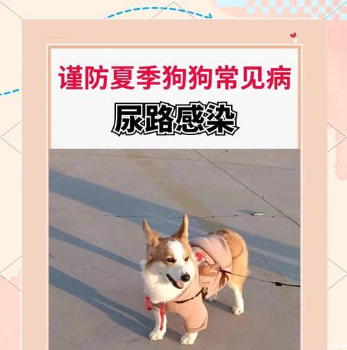 金毛尿道感染的治愈时长与关键因素（深入了解金毛尿道感染康复的时间及影响因素）