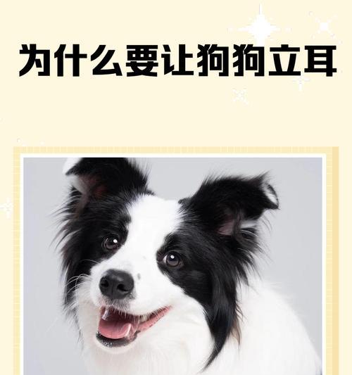 剪耳立耳的时长与方法分析（探究剪耳立耳所需的时间以及相关技术）