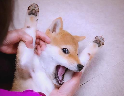 揭秘狗狗刨地的五大含义（解析你家狗狗内心世界，你真的了解吗？）