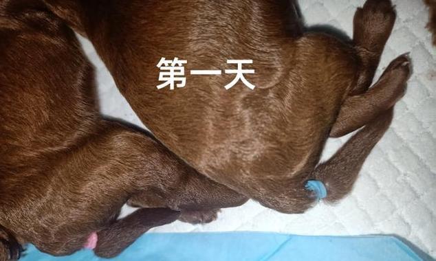 断尾狗的问题与解决方法（了解断尾狗的相关知识，保护它们的生活质量）