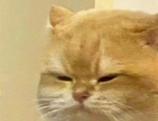 探秘可爱无攻击性的猫咪世界（让我们一起了解这些迷人而友善的毛茸茸小精灵）