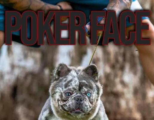 法国斗牛犬的价格与饲养指南（了解法国斗牛犬的价格及如何正确饲养它们）