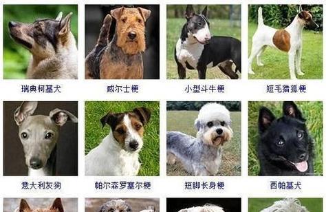 狗的品种分类及特征（探索狗的多样性和分类方法）