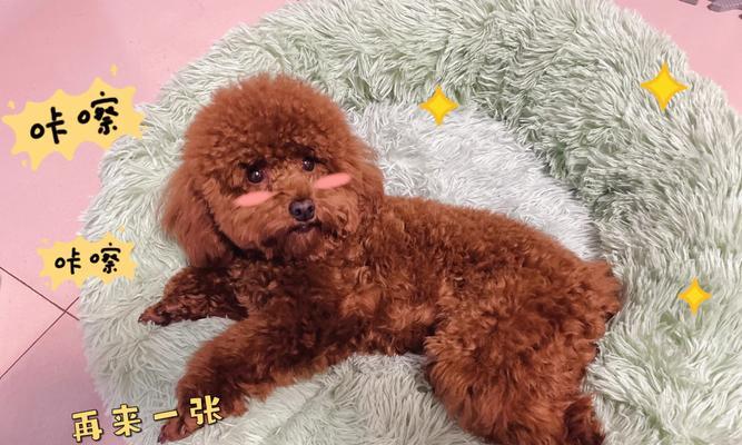 泰迪犬的月经周期及生育能力解析（了解泰迪犬的月经周期对其生育计划至关重要）