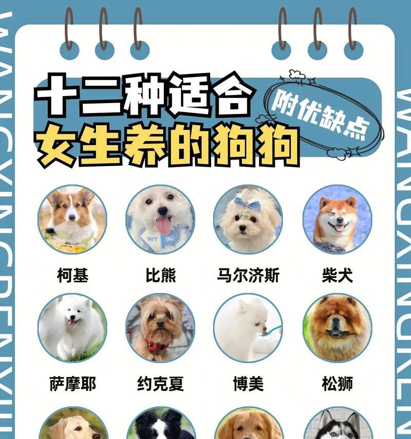 女生适合养的狗狗品种选择（找到适合你的宠物伙伴，让生活更美好）