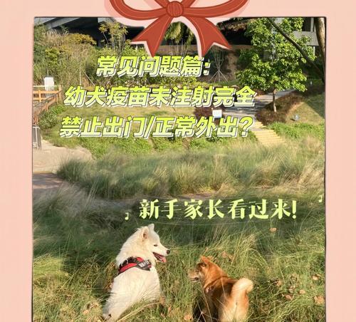 小狗疫苗接种后的外出时间（了解小狗疫苗接种后的外出时间规定和注意事项）
