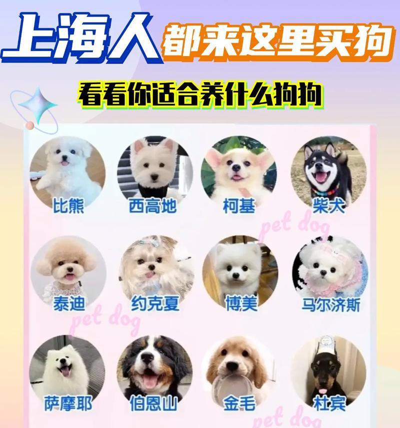 大型犬品种及价格一览（探索大型狗狗的世界，了解不同品种及其价格）