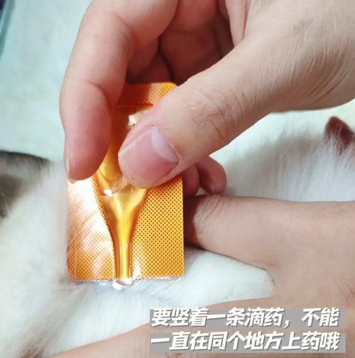 猫咪驱虫需要多久可以舔？（探索猫咪体外驱虫效果和时间的关系）