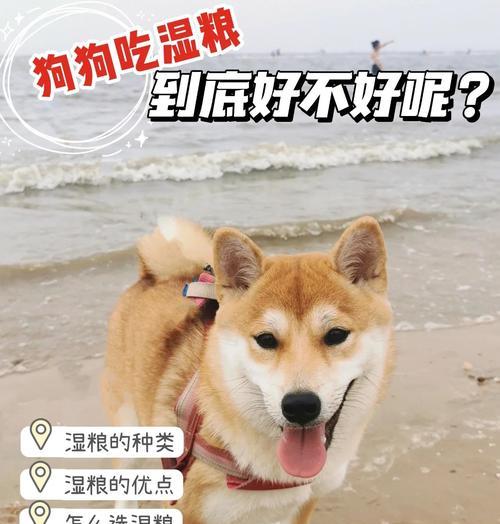 小狗何时可以开始以干粮为主食？（从母乳到干粮的饮食转变时机和注意事项）