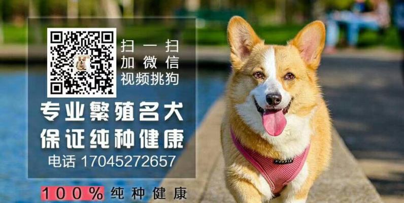 宠物商店卖狗是否有保质期？（规定的保质期及消费者权益保障）