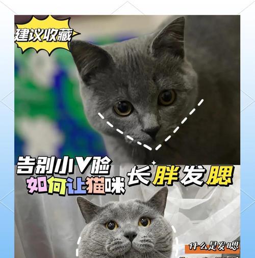 猫的肥胖问题（从猫咪的生活方式到饮食习惯，探索猫咪肥胖的成因）