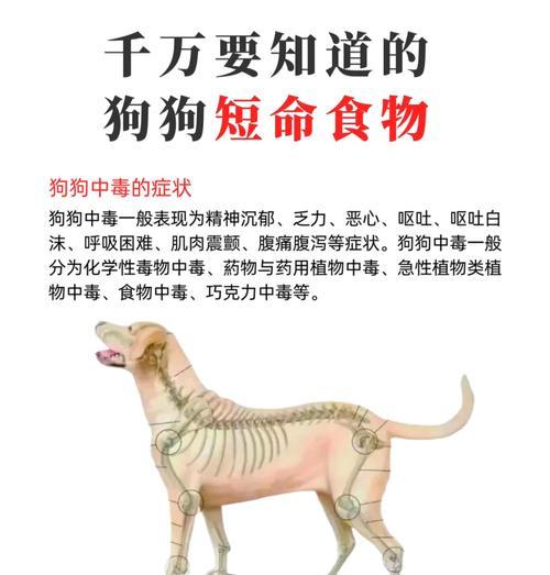 通过饮食改善狗狗皮肤和毛发状况（5种对狗狗皮肤毛发有益的食物，让它拥有健康光滑的毛发！）