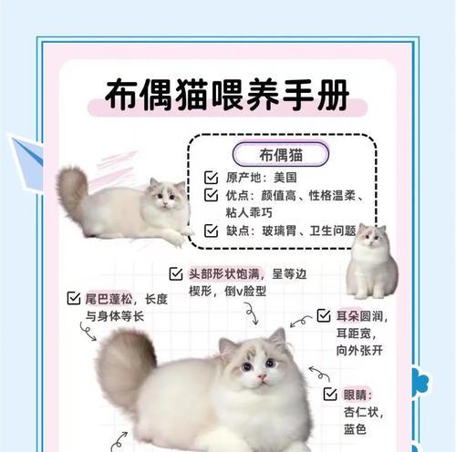 布偶猫洗澡频率（布偶猫洗澡频率、沐浴技巧和注意事项）