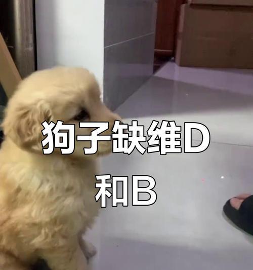 揭秘狗狗患上佝偻病的多重原因（维生素D缺乏只是冰山一角，这些因素更需关注）