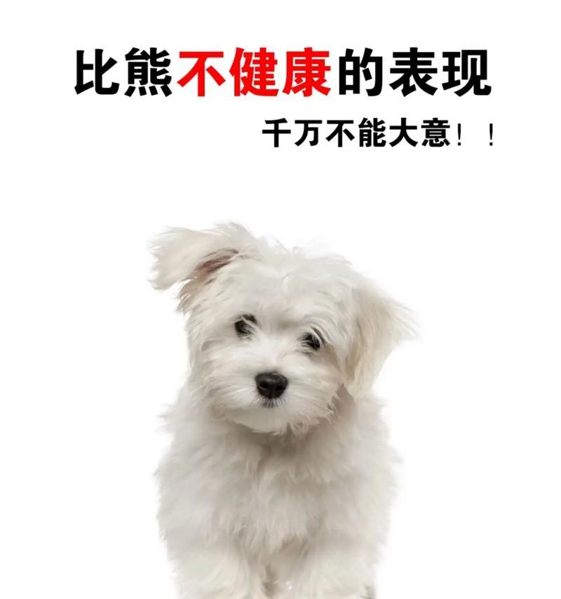 如何正确护理比熊狗狗（学习比熊狗狗的护理技巧，让你的宠物健康快乐）