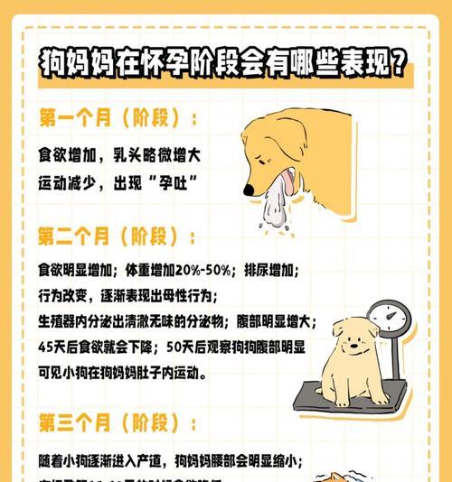 狗狗怀孕后能吃的肉有哪些？（了解狗狗怀孕期间安全的肉类饮食）