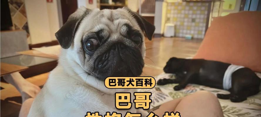 解决巴哥犬臭便问题的有效方法（原因分析和科学治理，让巴哥犬重获清新体味）