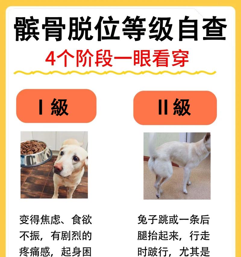狗髌骨脱位恢复期（解析狗髌骨脱位的康复阶段及必要的护理措施）