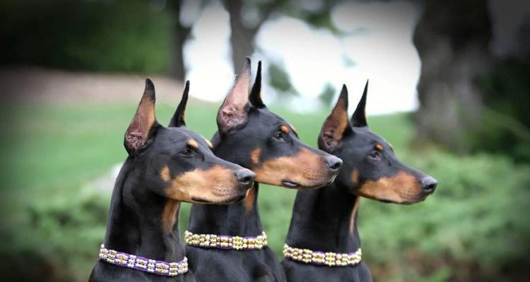 探索美系狗品种的丰富多样性（从金毛犬到柯基，美系狗品种如何征服人心）