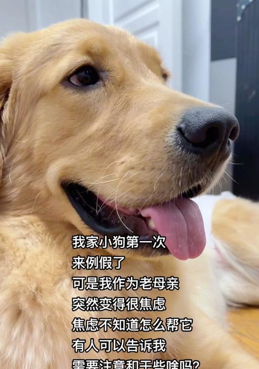 金毛狗狗的月经周期及特点（了解金毛狗狗月经周期对繁育管理的重要性）