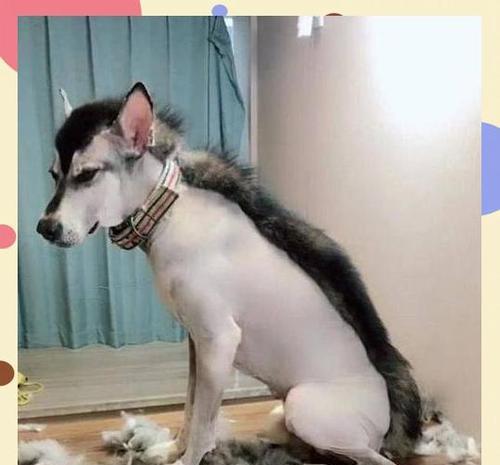 如何为狗狗过炎热的夏天做好防护？